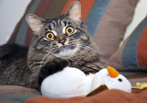 德国女子自行车队在团体追逐赛中获得铜牌，德国自行车比赛